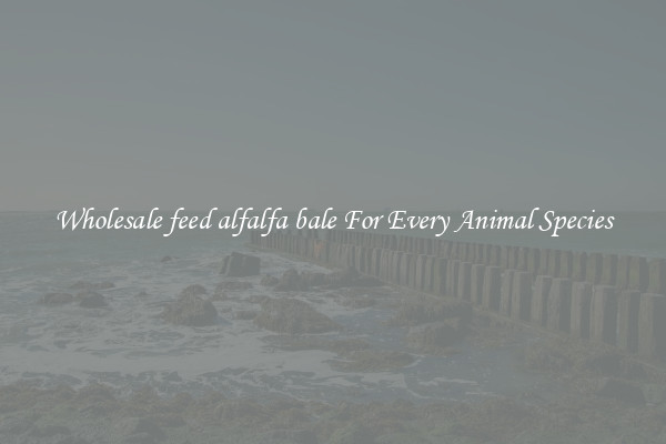 Wholesale feed alfalfa bale For Every Animal Species